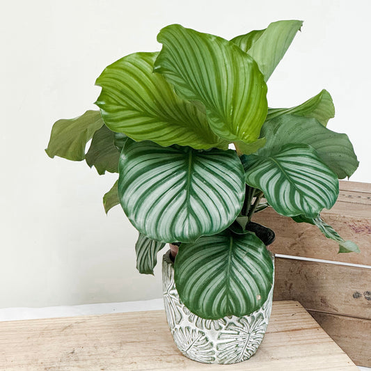 青蘋果竹芋盆栽 Plant - Calathea orbifolia