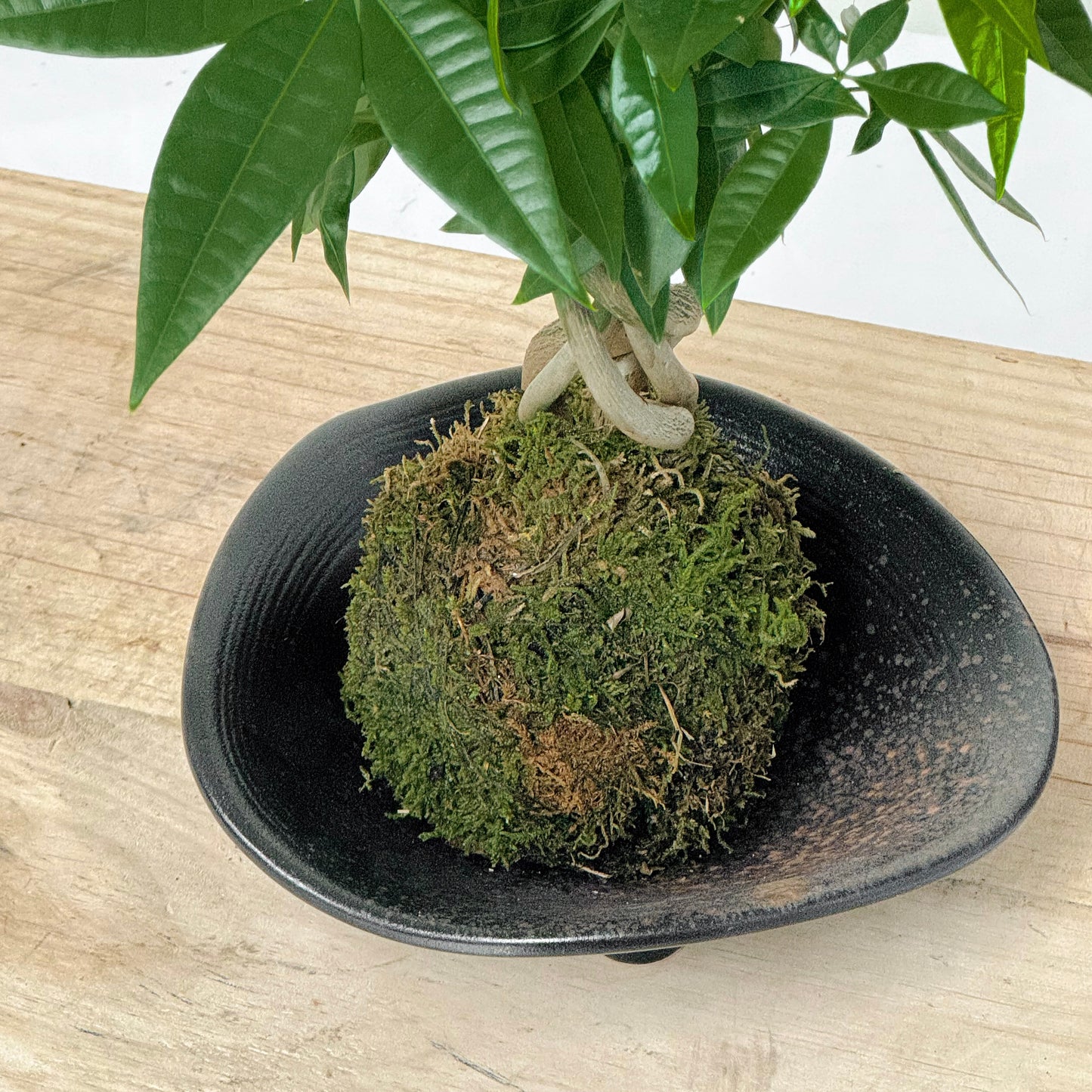 發財樹苔球 Plant - Money tree moss ball