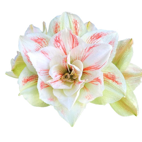 CNY flowers - Amaryllis