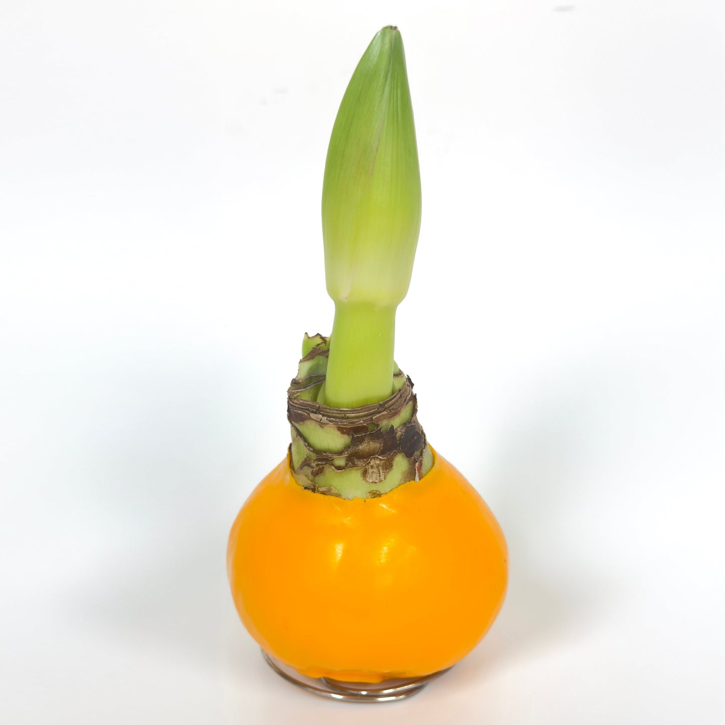 石蠟朱頂蘭 Amaryllis Waxed Bulb