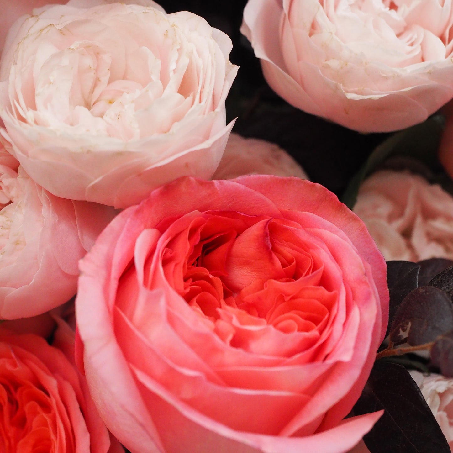 情人節 - 粉庭院玫瑰小玫瑰花束