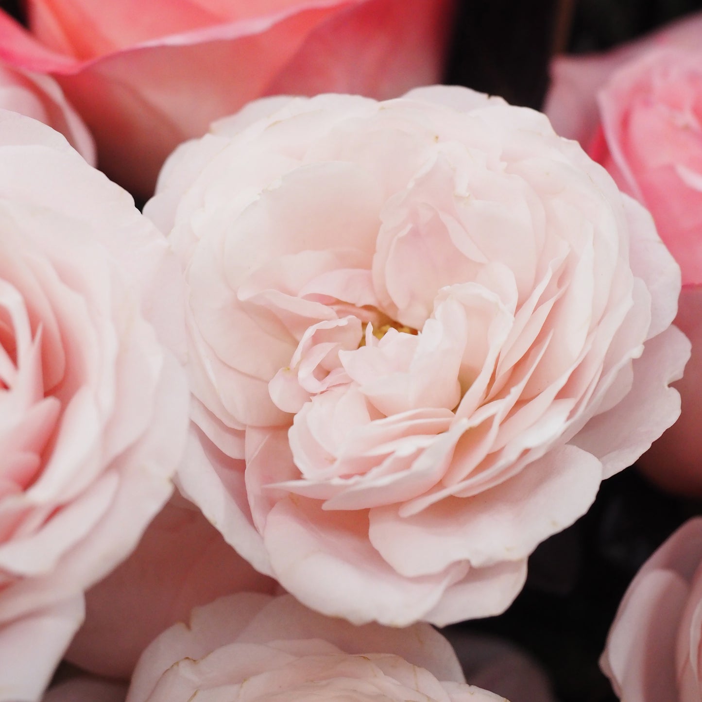 情人節 - 粉庭院玫瑰小玫瑰花束