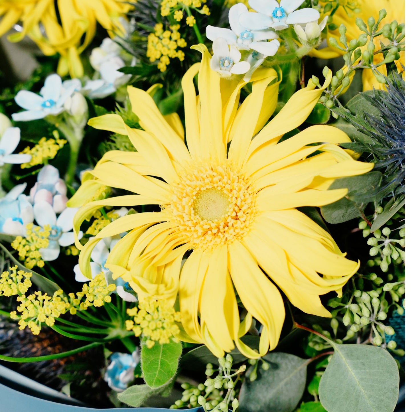 Pure Joy - Petite Blooms Collection *Mix and match any 2 or more.