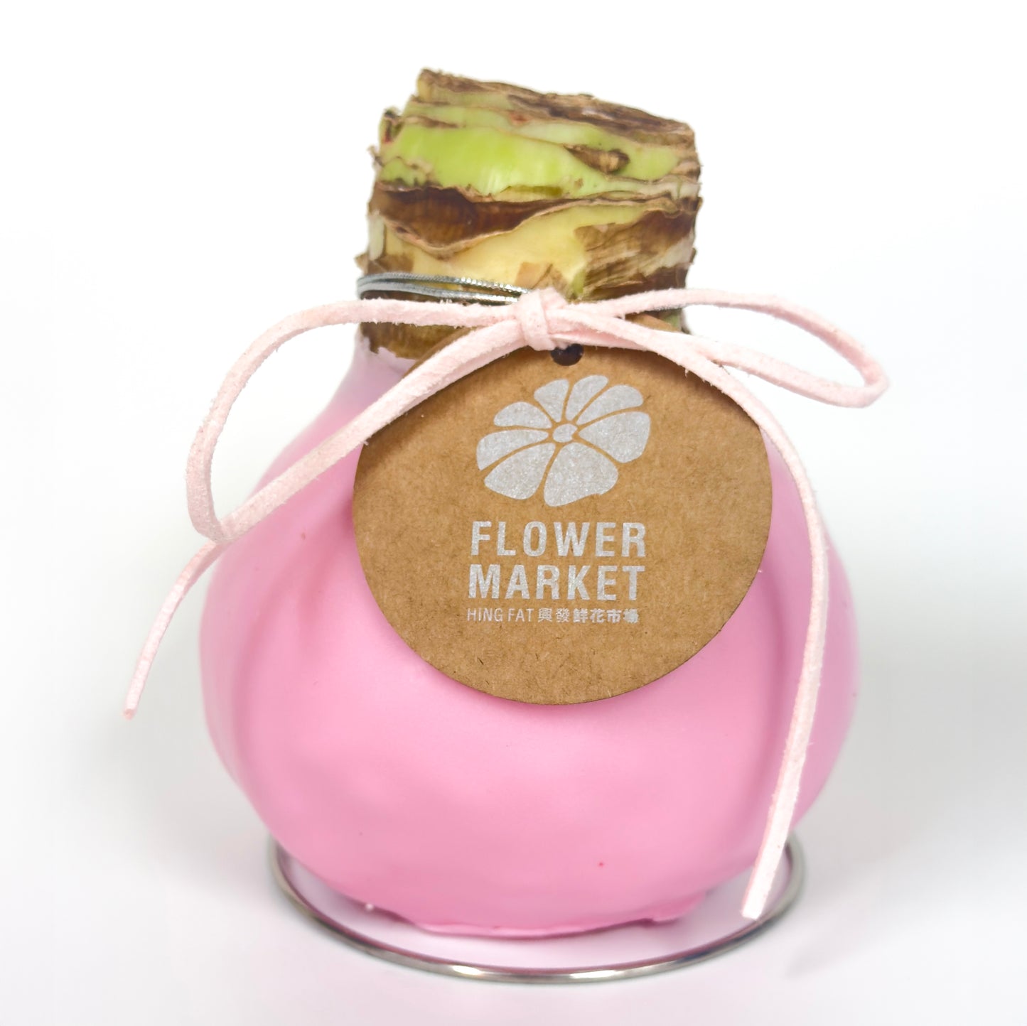 石蠟朱頂蘭 Amaryllis Waxed Bulb