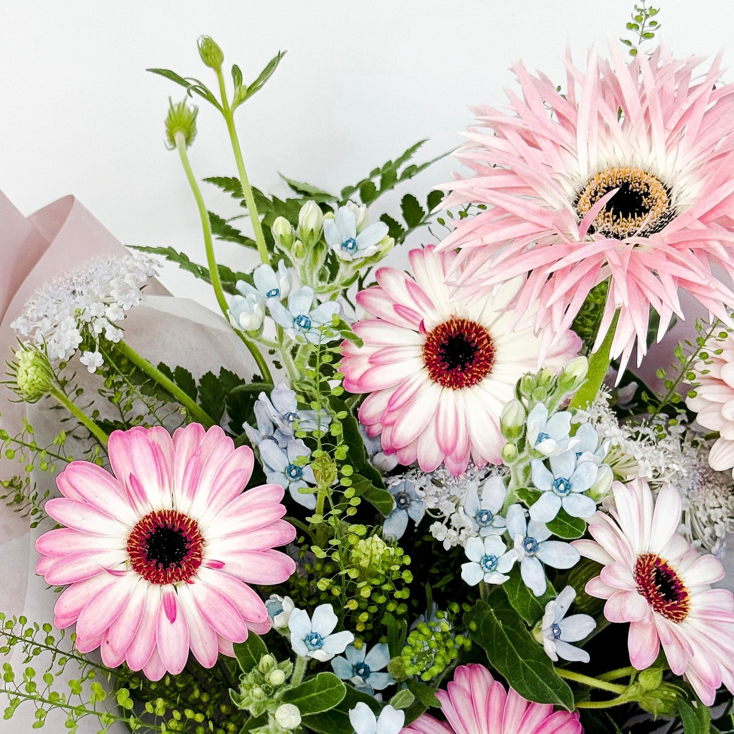 粉太陽菊花束 Pink gerbera bouquet close up