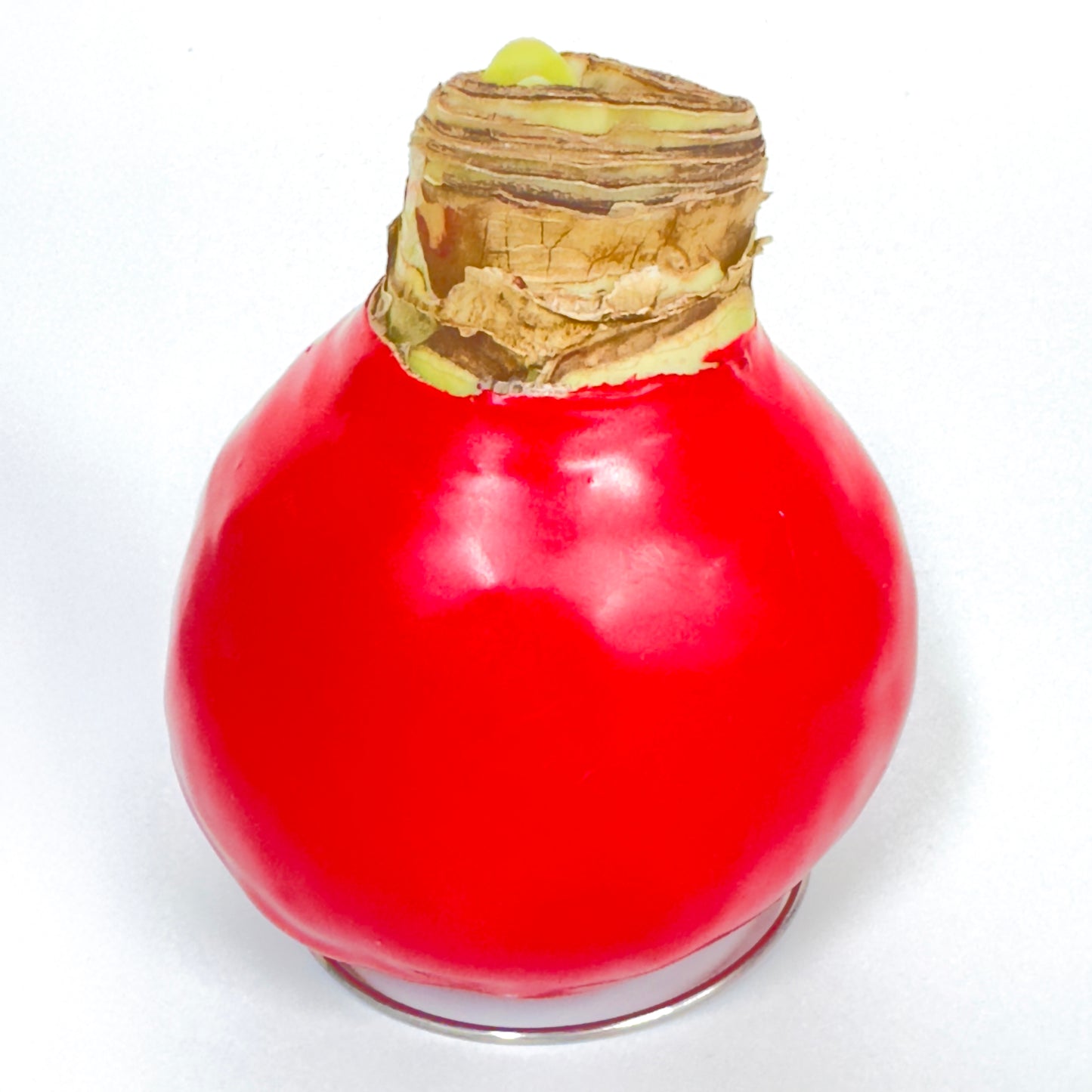 石蠟朱頂蘭 Amaryllis Waxed Bulb