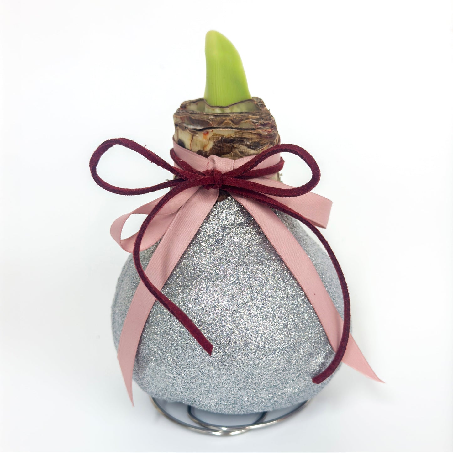 石蠟朱頂蘭 Amaryllis Waxed Bulb