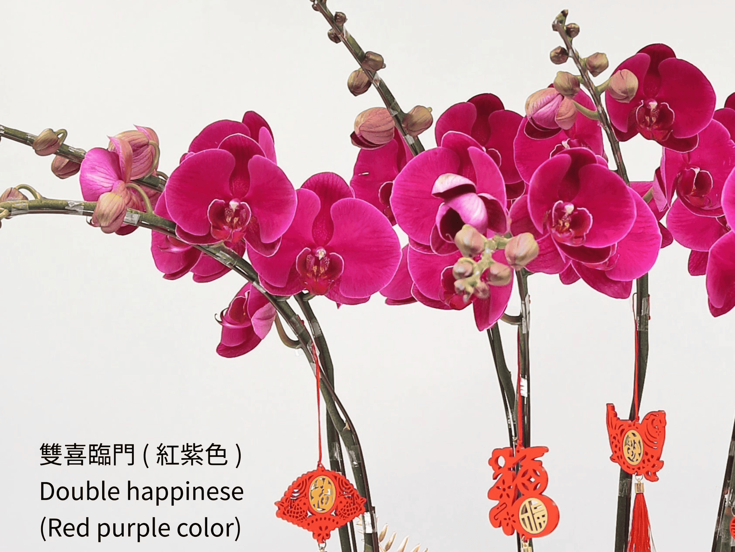 Taiwan Phalaenopsis Orchids - Set of 5 Stems in Three Vibrant Colors