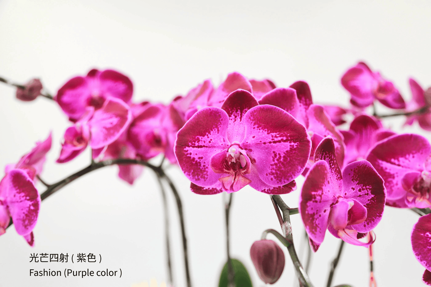 Taiwan Phalaenopsis Orchids - Set of 3 Stems in Three Vibrant Colors