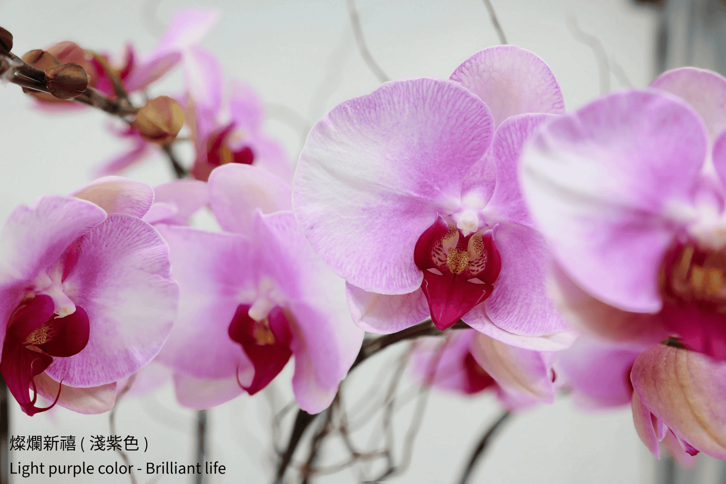 Taiwan Phalaenopsis Orchids - Set of 8 Stems in Three Vibrant Colors