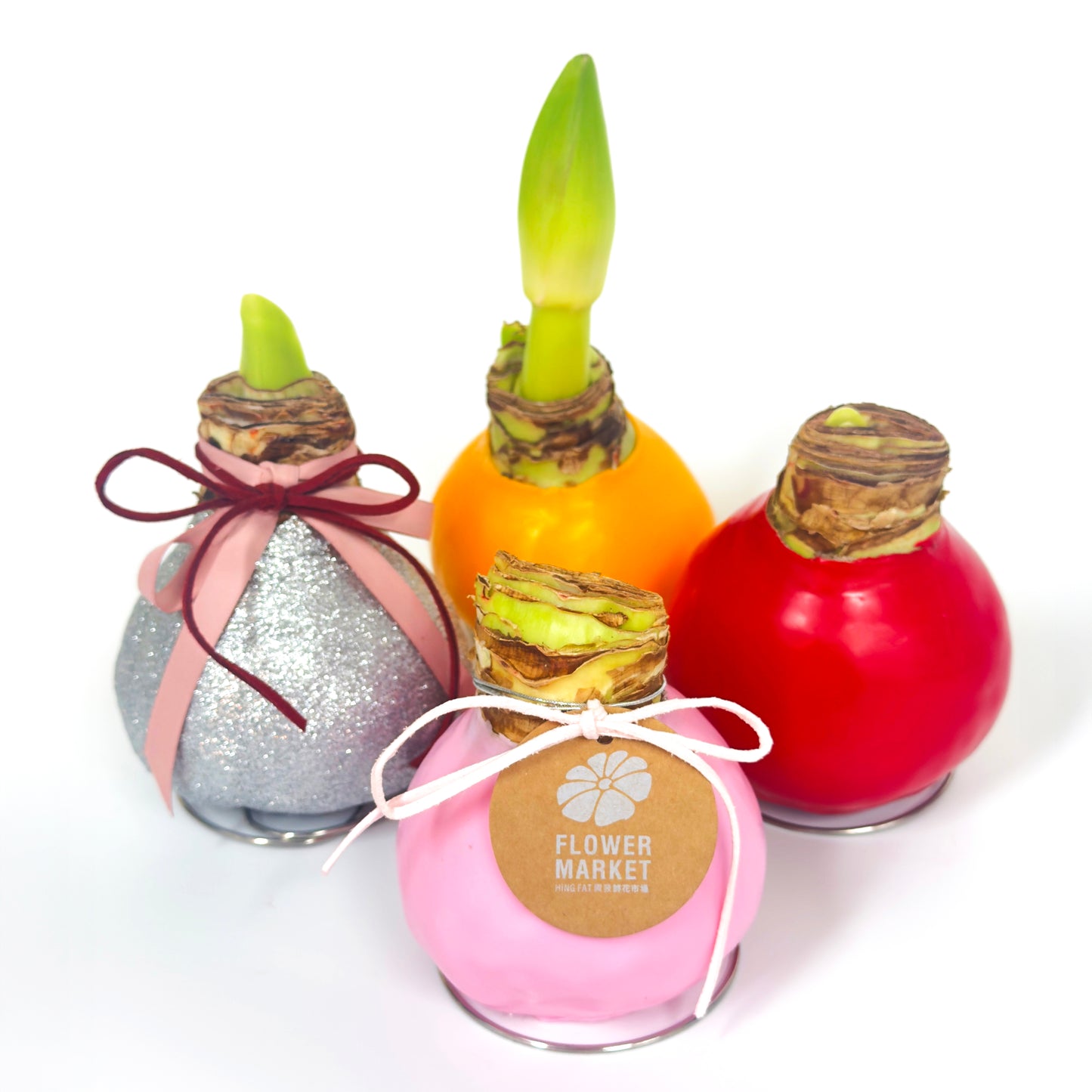 石蠟朱頂蘭 Amaryllis Waxed Bulb