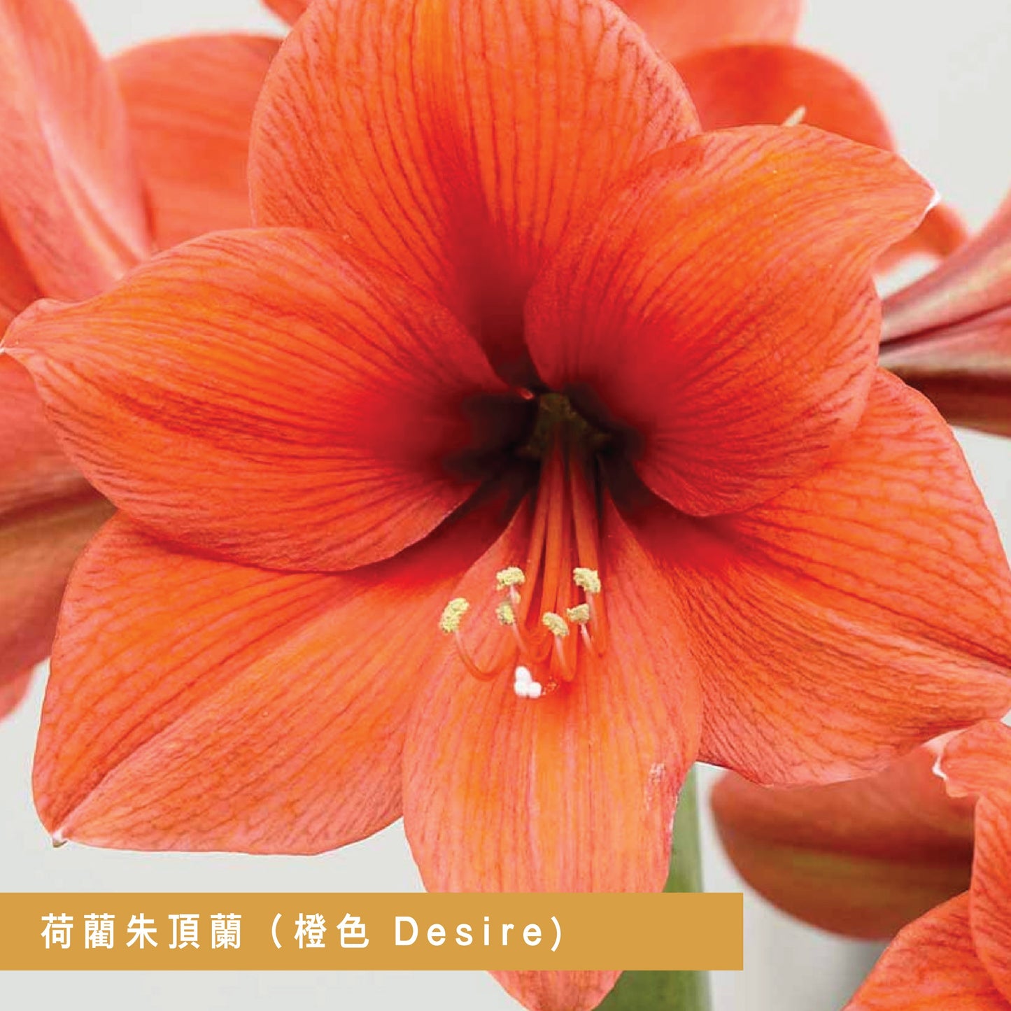 CNY flowers - Amaryllis