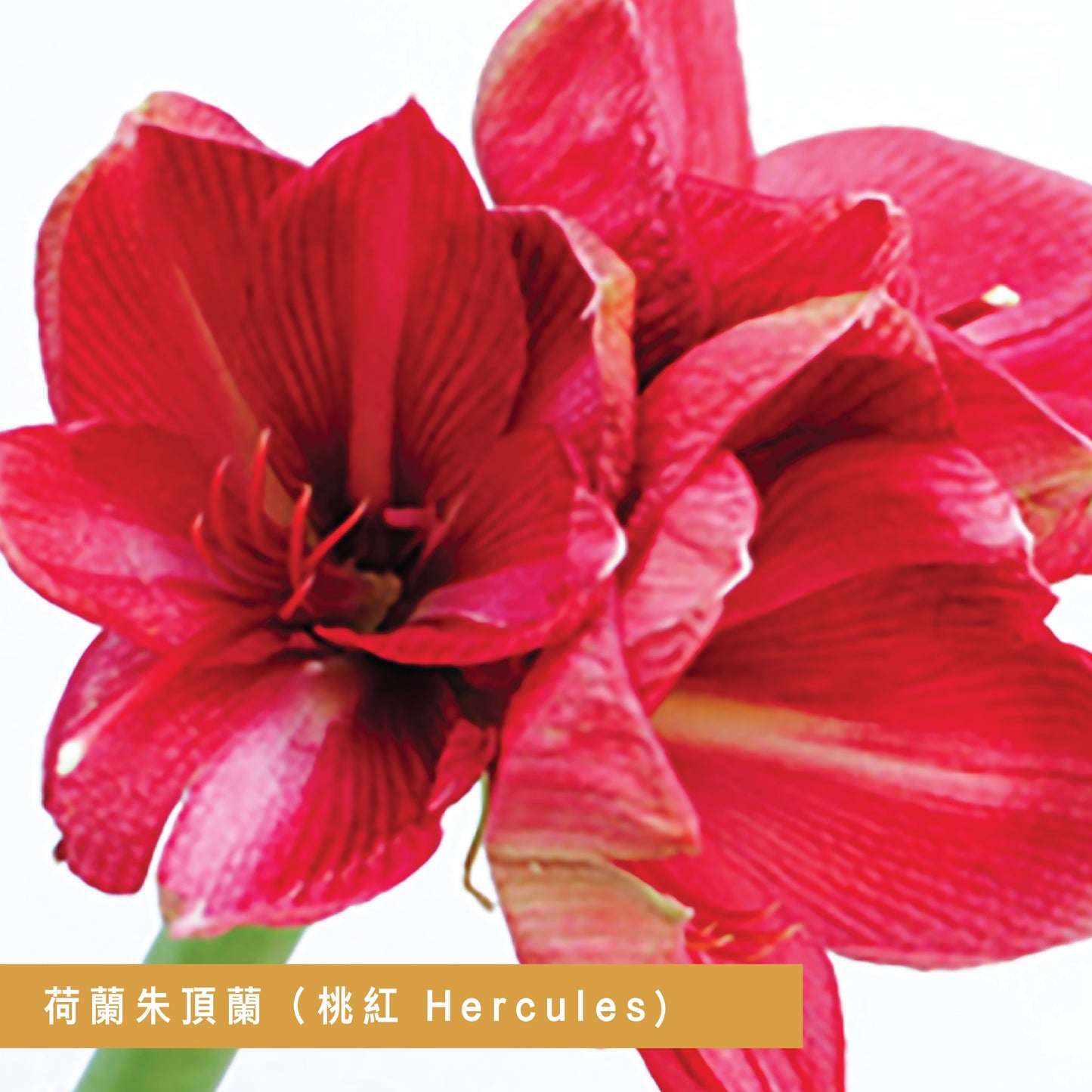 CNY flowers - Amaryllis