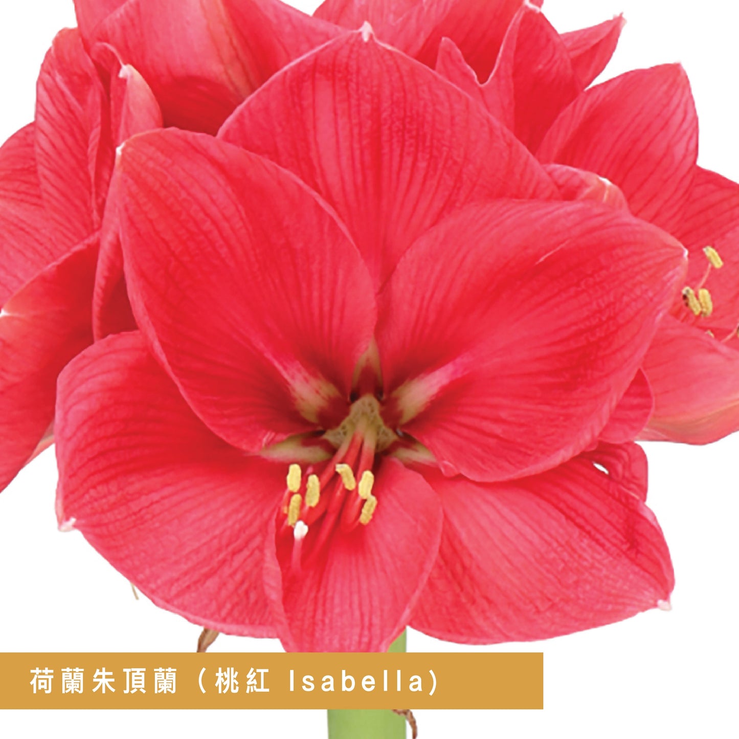 CNY flowers - Amaryllis