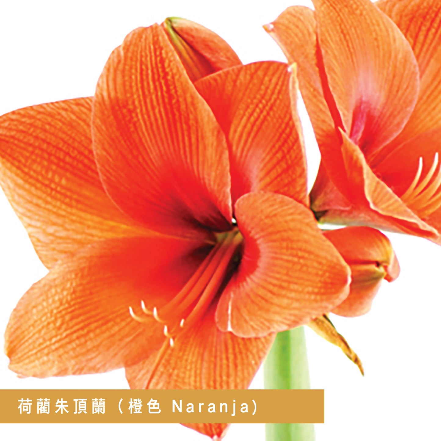 CNY flowers - Amaryllis