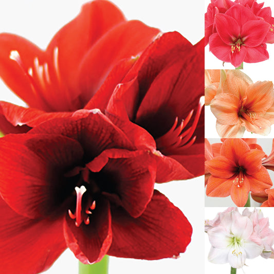 CNY flowers - Amaryllis