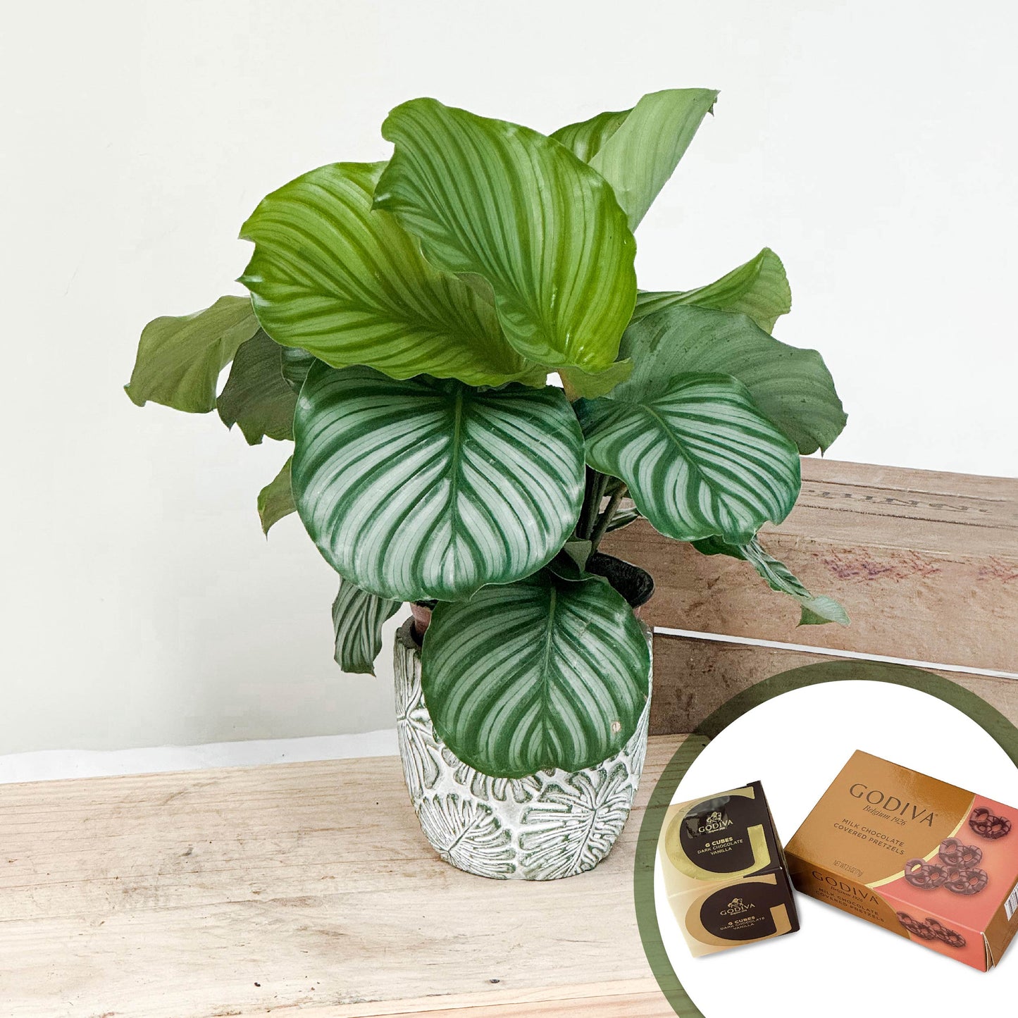 青蘋果竹芋盆栽 + Godiva巧克力限定套裝 Calathea orbifolia + Godiva chocolate limited set