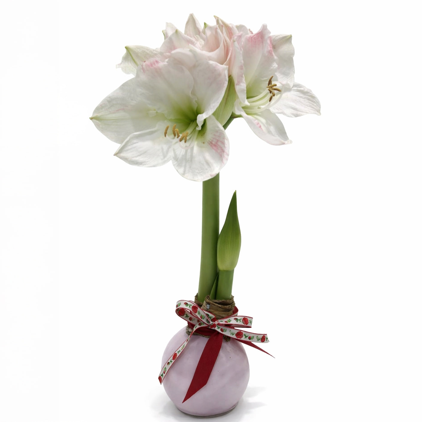 石蠟朱頂蘭 Amaryllis Waxed Bulb