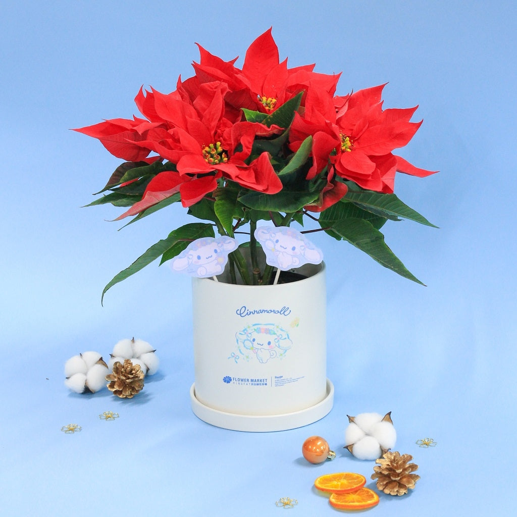 Pre-order Cinnamoroll poinsettia (with character stand and pot)