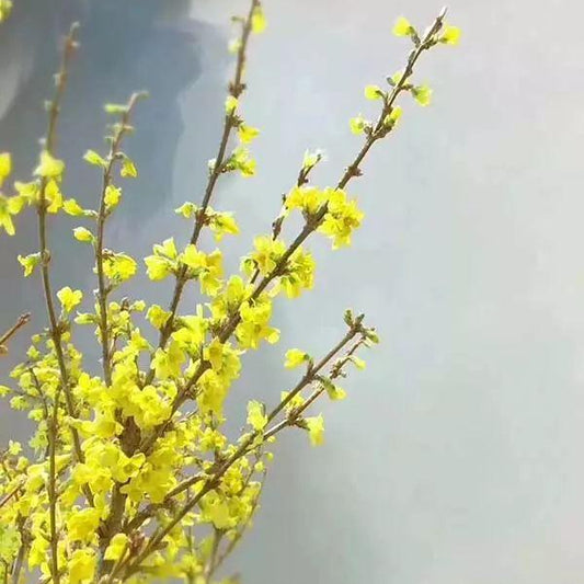 CNY flowers - Holland Forsythia (5/10 stems)