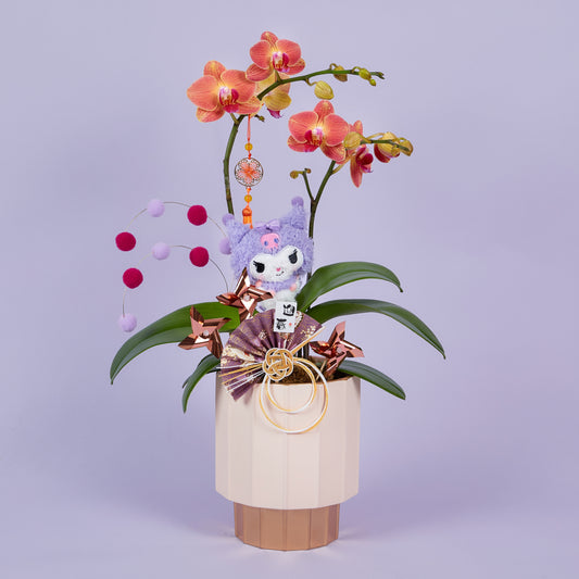 Pre-order Kuromi mini phalaenopsis orchids