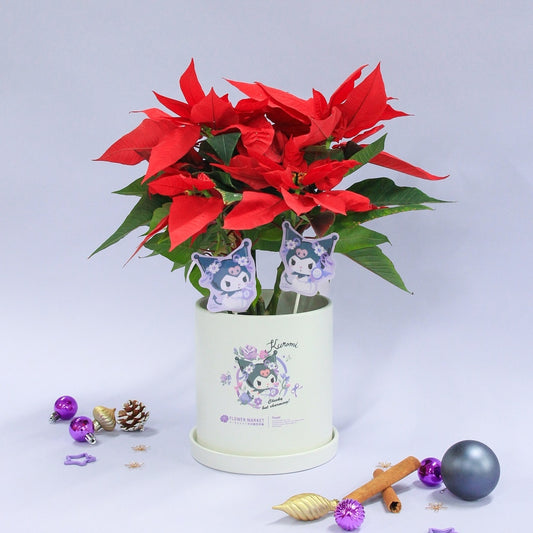 Kuromi poinsettia (with character stand and pot)