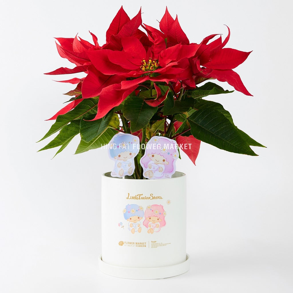 Pre-order Little Twin Stars poinsettia (with character stand and pot)