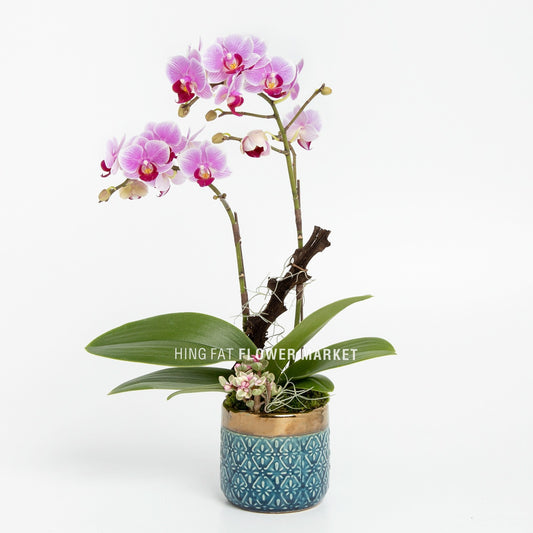 孖菖迷你粉蝴蝶蘭配多肉植物 Mini pink orchid with succulent (double stems)
