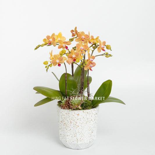 3菖迷你橙蝴蝶蘭配多肉植物 Mini orange orchid with succulent (3 stems)