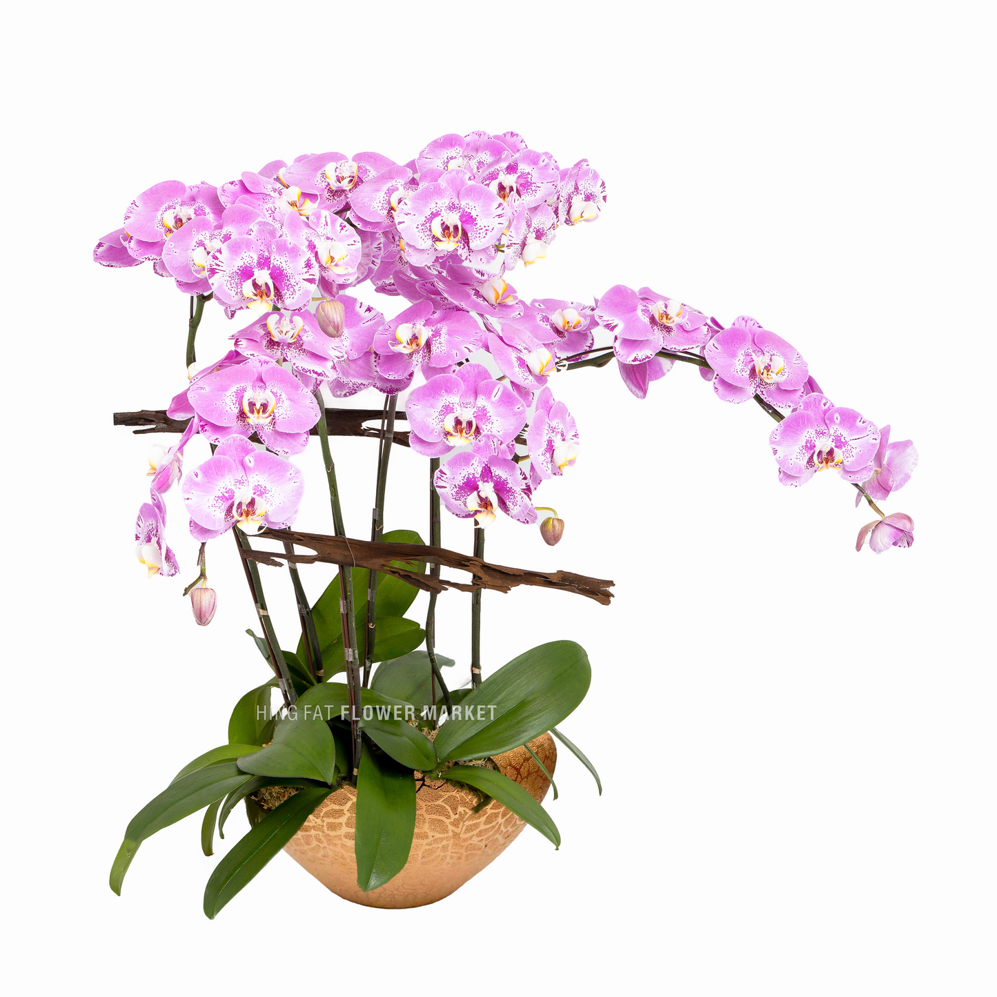 5菖粉蝴蝶蘭 Pink orchids (5 stems)