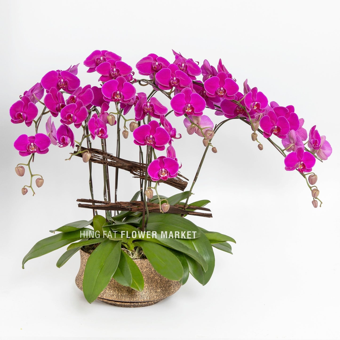 8菖紫蝴蝶蘭 Purple orchids (8 stems)