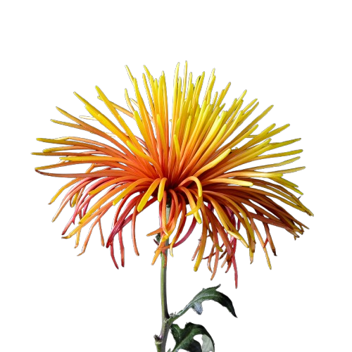 CNY flowers - Taiwan chrysanthemum firework (10 stems)