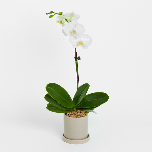 單菖迷你蘭花 (白色) Single stem mini orchid (white)