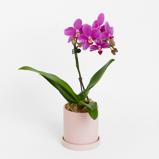 單菖迷你蘭花 (桃紅色) Single stem mini orchid (magenta)