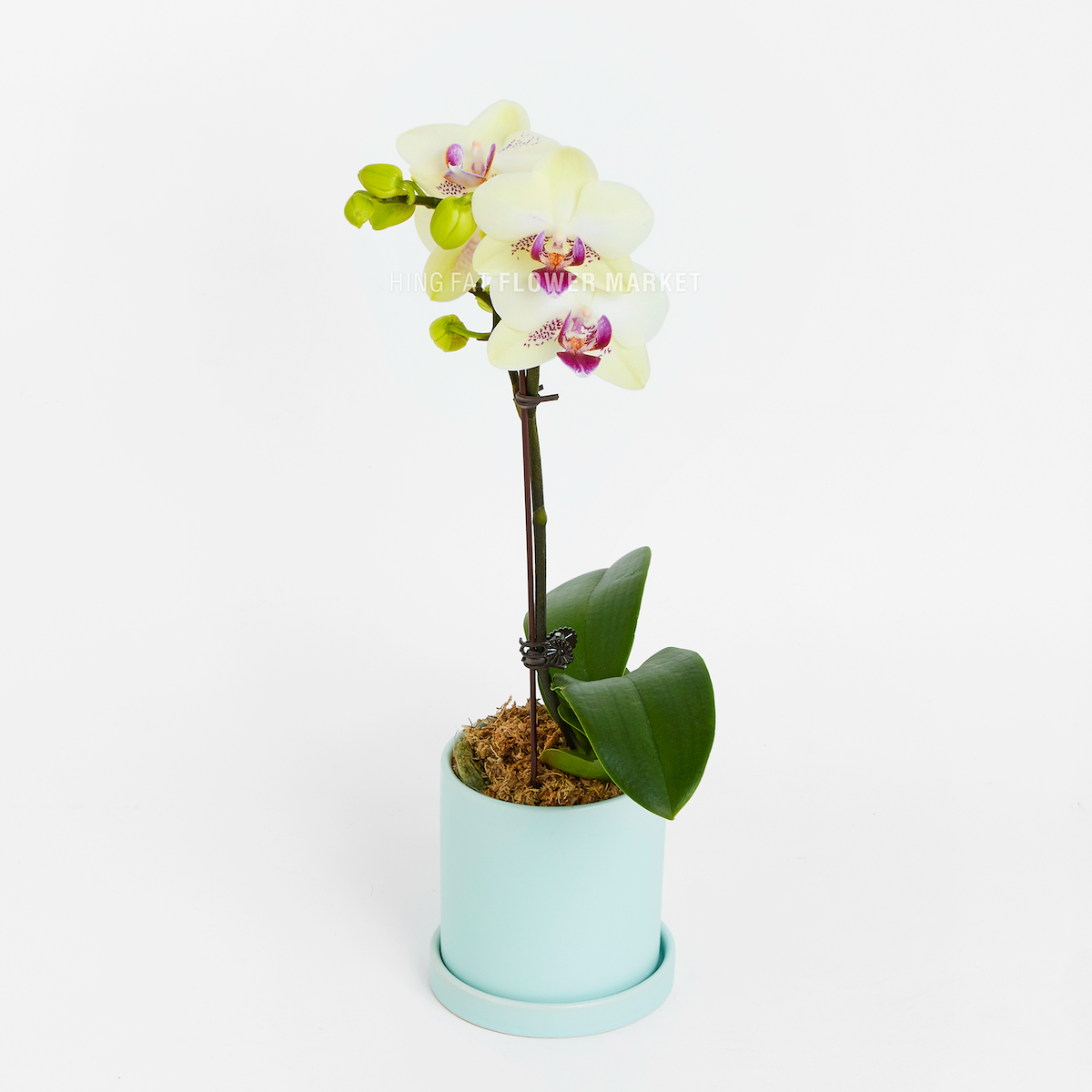單菖迷你蘭花 (蘋果綠色) Single stem mini orchid (apple green)
