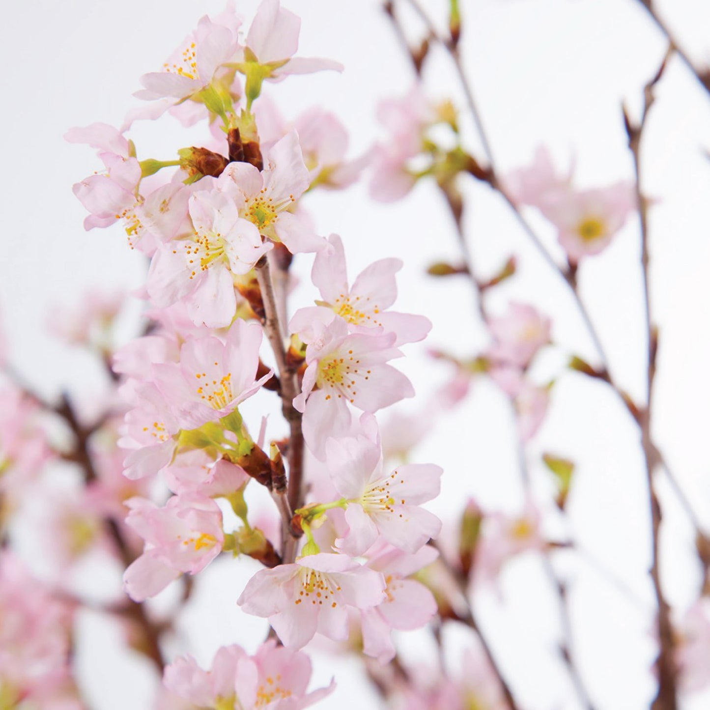 CNY flowers - Japan Sakura (5/10 stems)