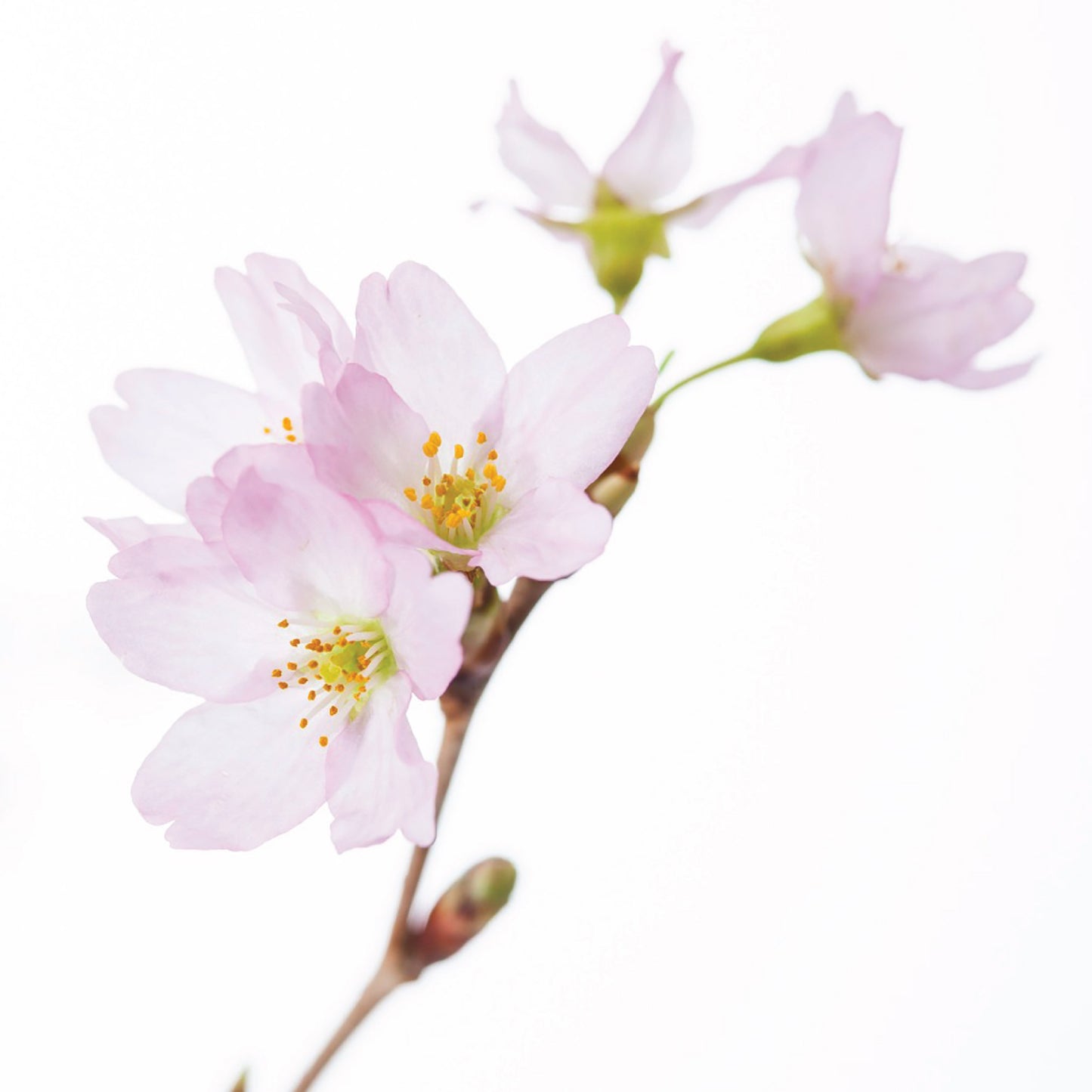 CNY flowers - Japan Sakura (5/10 stems)