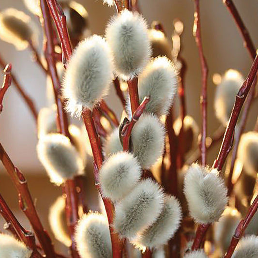 CNY flowers - Salix Pussy Willow (10 stems)